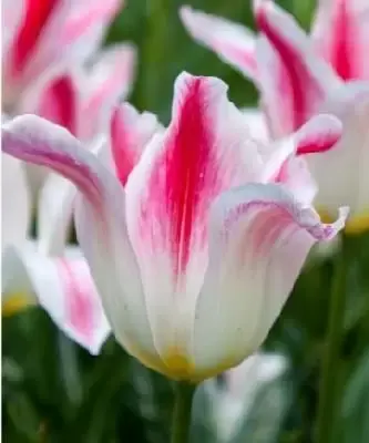 TULIPA 'Holland Chic'