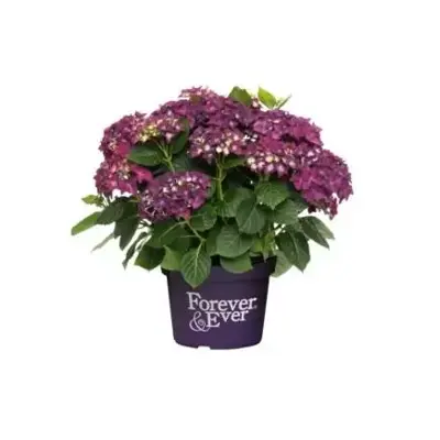 HYDRANGEA macrophylla 'Forever & Ever Purple'