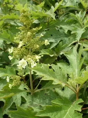 HYDRANGEA quercifolia 'Ice Crystal'
