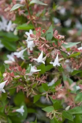 ABELIA x grandiflora