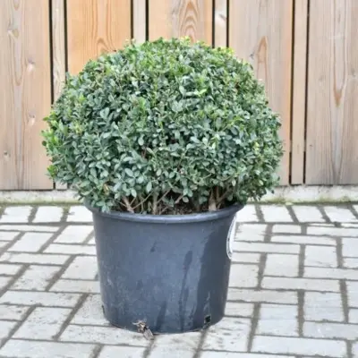 ILEX crenata 'Dark Green'