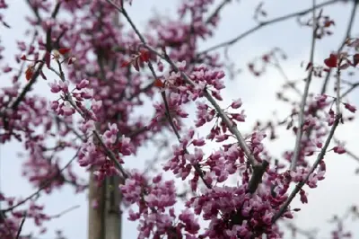 CERCIS canadensis 'Forest Pansy' - image 7