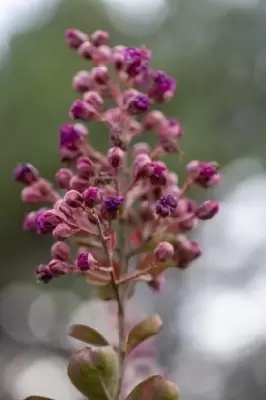 LAGERSTROEMIA indica 'Fuchsia d'ete'
