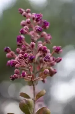 LAGERSTROEMIA indica 'Fuchsia d'ete' - image 2