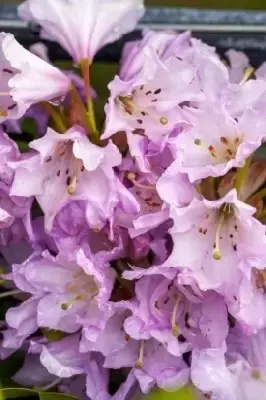 RHODODENDRON 'Lilac Dufthecke' EASYDENDRON