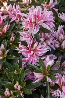 AZALEA 'Pink Spider'