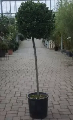 LAURUS nobilis 'Bay Junior' - image 3