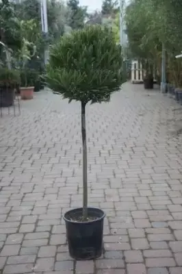 LAURUS nobilis angustifolia - image 2