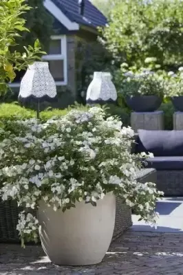 HYDRANGEA 'Runaway Bride'