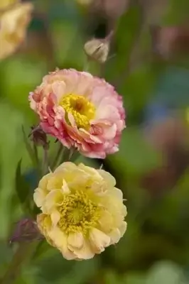 GEUM 'Mai Tai' - image 1