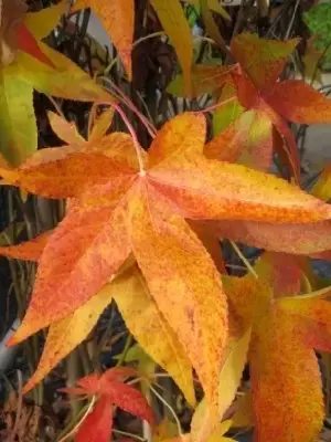 LIQUIDAMBAR styraciflua 'Slender Silhouette'