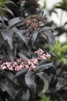 SAMBUCUS nigra 'Black Tower'