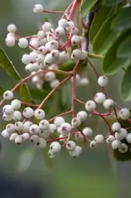 SORBUS hupehensis