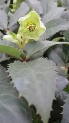 HELLEBORUS x sternii - image 1