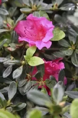 AZALEA 'Madame van Hecke' - image 3