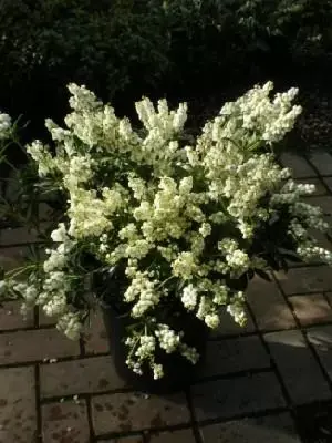 PIERIS japonica 'Debutante' - image 1