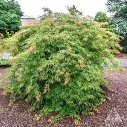 ACER 'Ice Dragon'