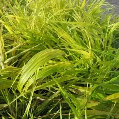 HAKONECHLOA macra 'Sunflare'