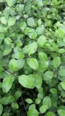 PITTOSPORUM tenuifolium 'Cratus'