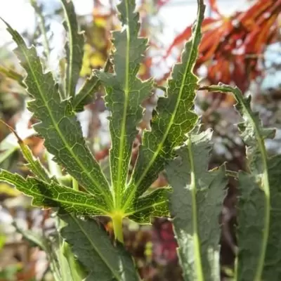 ACER palmatum 'Manyo-No-Sato' - image 1