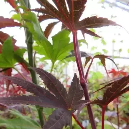 ACER palmatum 'Pixie' - image 1