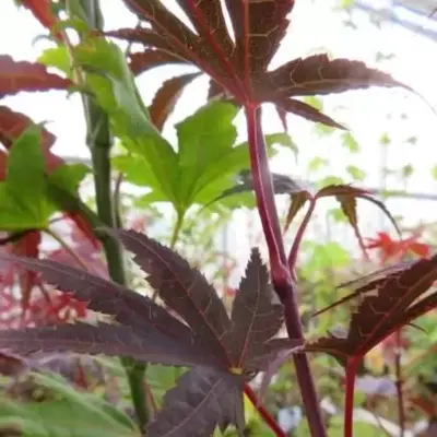 ACER palmatum 'Pixie'