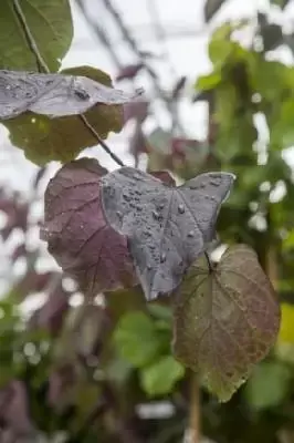 CERCIS canadensis 'Ruby Falls' - image 5