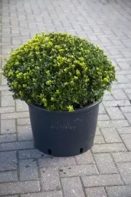 ILEX crenata 'Maxima'