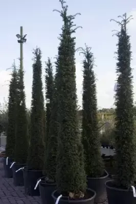 TAXUS baccata