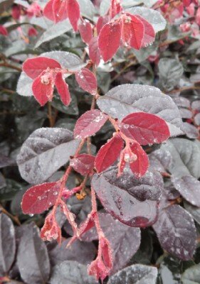 LOROPETALUM chinense 'Black Pearl'