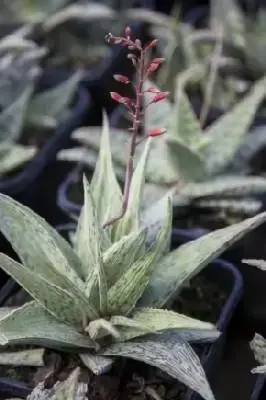 ALOE 'Cleopatra'