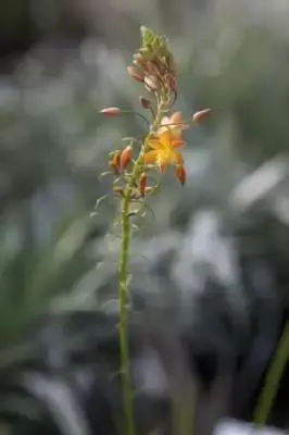 BULBINELLA frutescens 'Hallmark'