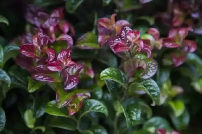 LEUCOTHOE axillaris 'Twisting Red'