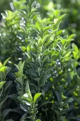 EUONYMUS japonicus 'Microphyllus'