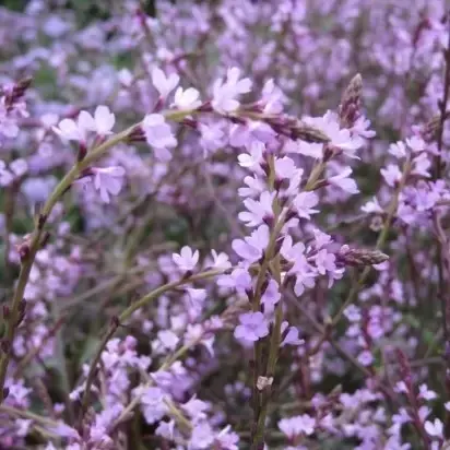 VERBENA officinalis 'Bampton'