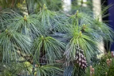 PINUS x schwerinii 'Wiethorst' - image 1