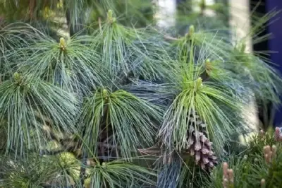 PINUS x schwerinii 'Wiethorst'
