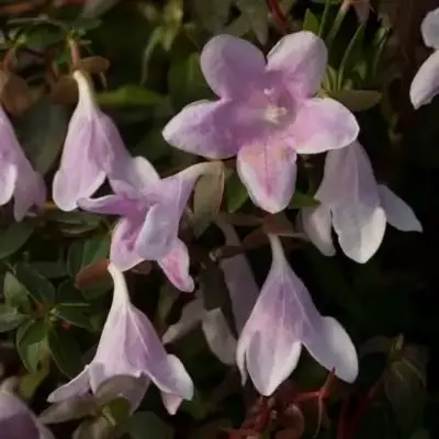 ABELIA 'Pinky Bells'