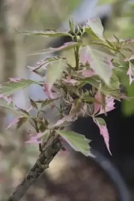ACER negundo 'Flamingo' - image 3