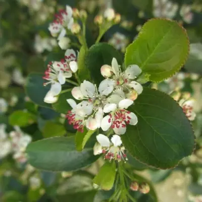 ARONIA melanocarpa 'Hedger' - image 1