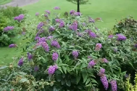 BUDDLEJA 'Purple Chip'