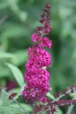 BUDDLEJA 'Miss Ruby'