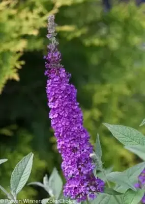 BUDDLEJA 'Miss Violet'