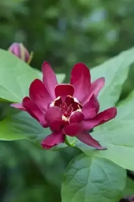 CALYCANTHUS 'Aphrodite' - image 2