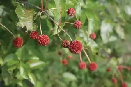 CEPHALANTHUS occidentalis 'Sugar Shack'