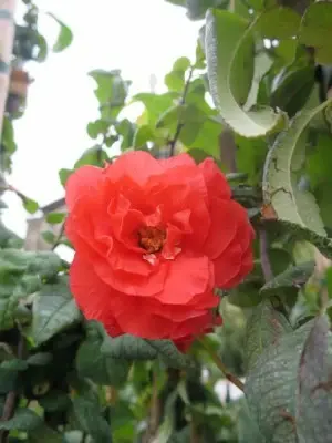 CHAENOMELES speciosa 'Mango Storm' - image 2