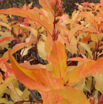 DIERVILLA rivularis 'Kodiak Orange'