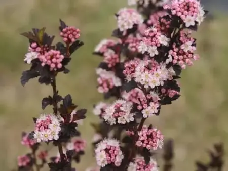 PHYSOCARPUS opulifolius 'Tiny Wine' - image 1