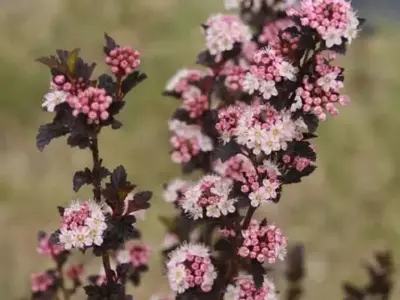 PHYSOCARPUS opulifolius 'Tiny Wine'