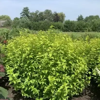 PHYSOCARPUS opulifolius 'Tiny Wine Gold'
